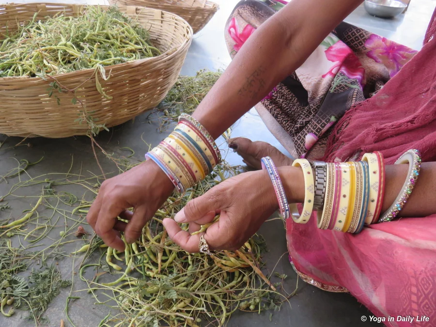 each pod is hand cleaning of the stems of the trees 72dpi 1200 wm